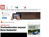 Bild zum Artikel: Da rebelliert die Beute