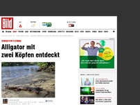 Bild zum Artikel: Sensation Florida - Alligator mit zwei Köpfen entdeckt