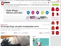 Bild zum Artikel: Hauptsache Fressen: 20 nervige Dinge, die jeder Hundebesitzer kennt