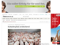 Bild zum Artikel: Schweinevirus in den USA: Katastrophal ansteckend