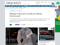 Bild zum Artikel: Rettungsaktion: Elefant weint, als er nach 50 Jahren befreit wird
