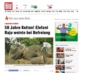 Bild zum Artikel: Tierdrama in Indien - 50 Jahre Ketten! Elefant weinte bei Befreiung