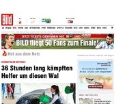 Bild zum Artikel: Dramatische Rettung! - 36 Stunden lang kämpften Helfer um diesen Wal