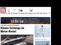 Bild zum Artikel: New Mexico - Riesen-Schlange im Motor-Raum!