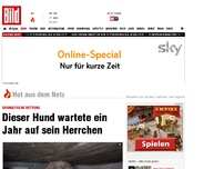 Bild zum Artikel: Dramatische Rettung - Dieser Hund wartete ein Jahr auf sein Herrchen