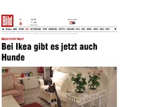 Bild zum Artikel: Bello statt Billy - Bei Ikea gibt es jetzt auch Hunde