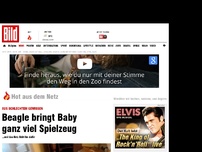 Bild zum Artikel: Als Entschuldigung - Beagle bringt Baby ganz viel Spielzeug