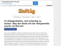 Bild zum Artikel: 21 Gelegenheiten, sich scheckig zu lachen. Was der Hund mit der Hängematte macht, ist filmreif.