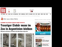 Bild zum Artikel: Dieser Eisbär ist schrecklich traurig