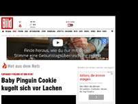 Bild zum Artikel: Youtube-Star! - Baby Pinguin Cookie kugelt sich vor Lachen