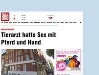 Bild zum Artikel: Berufsverbot - Tierarzt hatte Sex mit Pferd und Hund