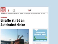 Bild zum Artikel: Tier-Drama! - Giraffe stirbt an Autobahnbrücke
