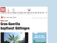Bild zum Artikel: Überall Hanf! - Gras-Guerilla bepflanzt Göttingen