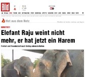 Bild zum Artikel: 50 Jahre angekettet - Elefant Raju: Befreit und eine neue Freundin
