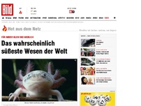 Bild zum Artikel: Für immer klein und niedlich - Das süßeste Wesen der Welt