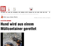 Bild zum Artikel: Im Müll begraben - Hund wird von Rettern adoptiert!