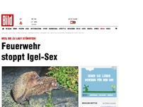 Bild zum Artikel: Feuerwehr stoppt Igel-Sex