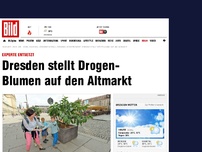 Bild zum Artikel: Experte entsetzt - Dresden stellt Drogen- Blumen auf den Altmarkt