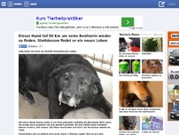 Bild zum Artikel: Dieser Hund lief 50 Km um seine Besitzerin wieder zu finden. Stattdessen findet er ein neues Leben. 1 0 RANDOMNESS