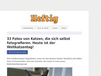 Bild zum Artikel: 33 Fotos von Katzen, die sich selbst fotografieren. Heute ist der Weltkatzentag!