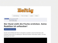 Bild zum Artikel: Der Hund sieht die Fische ersticken. Seine Reaktion ist unfassbar!