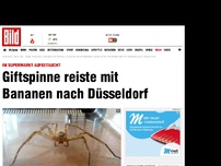 Bild zum Artikel: Giftspinne reist mit Bananen nach Düsseldorf