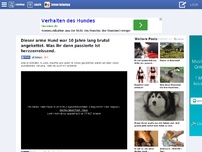 Bild zum Artikel: Dieser arme Hund war 10 Jahre lang brutal angekettet. Was ihr dann passierte ist herzzerreissend. 64 NEWSFEED