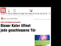 Bild zum Artikel: Dieser Kater öffnet jede geschlossene Tür