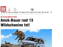 Bild zum Artikel: Mit Vollgas - Amok-Bauer rast 13 Wildschweine tot!