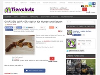 Bild zum Artikel: GIARDIEN WÜRMER tödlich für Hunde und Katzen