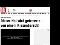 Bild zum Artikel: Irres Fischer-Video - Riesenbarsch frisst Hai von der Angel