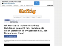 Bild zum Artikel: Ich musste so lachen! Was diese Bulldogge gemacht hat, nachdem sie einen Elefanten im TV gesehen...
