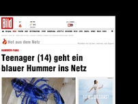 Bild zum Artikel: Teenager geht blauer Hummer ins Netz