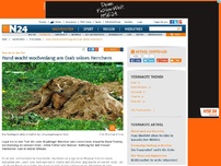 Bild zum Artikel: Treu bis in den Tod - 
Hund wacht wochenlang am Grab seines Herrchens