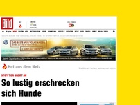 Bild zum Artikel: Stofftier greift an - So lustig erschrecken sich Hunde