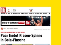 Bild zum Artikel: Schatz, da schwimmt was! - Paar findet Riesen-Spinne in Cola-Flasche