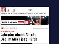 Bild zum Artikel: Sprint mit Kamera - Labrador nimmt für ein Bad im Meer jede Hürde