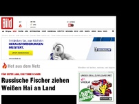 Bild zum Artikel: Spektakuläres Video - Fischer ziehen Weißen Hai an Land