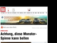 Bild zum Artikel: Horror-Video - Achtung, diese Monster- Spinne kann bellen