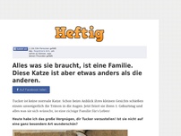 Bild zum Artikel: Alles was sie braucht ist eine Familie. Diese Katze ist aber etwas anders als die anderen.