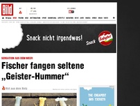 Bild zum Artikel: Sensation aus dem Meer - Fischer fangen seltene „Geister-Hummer“