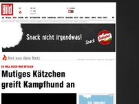 Bild zum Artikel: Es will doch nur spielen - Mutiges Kätzchen greift Kampfhund an