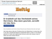 Bild zum Artikel: Er krabbelt auf das Sterbebett seines Herrchens. Was dann geschah, zerreißt mir das Herz.