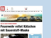 Bild zum Artikel: Rauchvergiftung! - Feuerwehr rettet Katze mit Sauerstoff-Maske