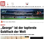 Bild zum Artikel: Tumor, Narkose, OP - Der tapferste Goldfisch der Welt