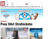 Bild zum Artikel: Zum Wiehern - Pony fährt Straßenbahn