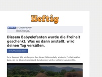 Bild zum Artikel: Diesem Babyelefanten wurde die Freiheit geschenkt. Was es dann anstellt, wird deinen Tag versüßen.