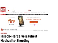 Bild zum Artikel: Oh my deer! - Hirsch-Herde verzaubert Hochzeits-Shooting