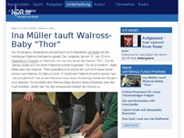 Bild zum Artikel: Ina Müller tauft Walross-Baby 'Thor'