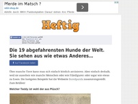 Bild zum Artikel: Die 19 abgefahrensten Hunde der Welt. Sie sehen aus wie etwas Anderes…